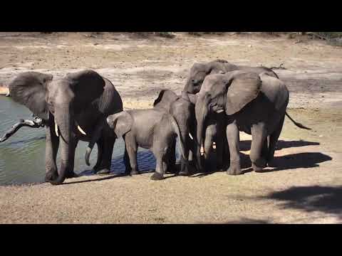 Djuma: Breeding herd of Elephants with a new tiny one - 11/04/18