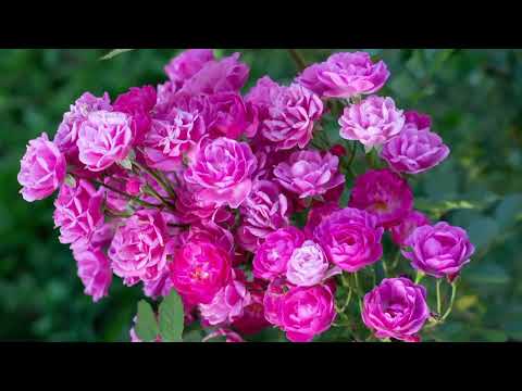 Opwekkiing 269 Baruch ha Shem Adonai 1B