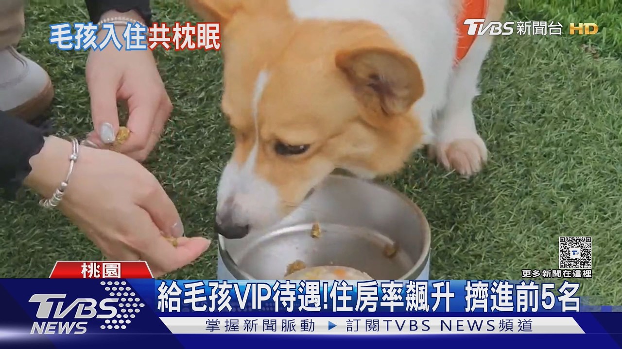 影音／飯店搶毛孩商機！寵物房擴增4倍　住房率暴漲6成