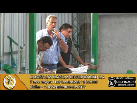 07-09-17 Venta de Toros Angus Puros Controlados - Cabaña Las Blancas de Delfinagro S.A. - Chillar