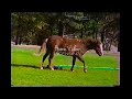 AFV Horse Showers