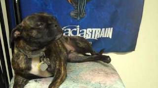 The Acacia Strain -- Vincent&#39;s dog shows off the &quot;Wormwood&quot; box set contents