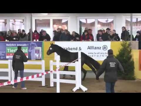 NUCARO *2012, Numero Uno X Castillo X Calypso ll X Pilot. Gekörter Hengst