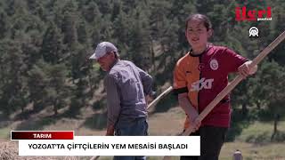 Yozgat'ta çiftçilerin yem mesaisi başladı | İleri Gazetesi