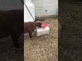 Merry Christmas From The Smart Ass Sheep At Tyler Farm