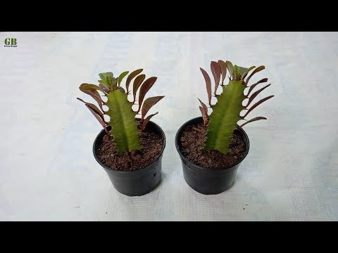 , title : 'How to Propagate Euphorbia Trigona or African Milk Tree from Stem Cutting