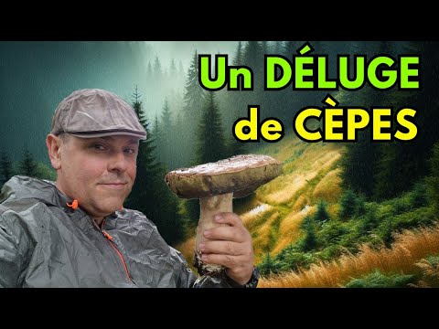 UN DÉLUGE DE CÈPES ! C'EST TRÈS BIEN PARTI !!! #cepes 2024 #nature #asmr