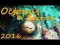 Diving - Similan Islands Thailand 2016 - Octopus Edition - Asien