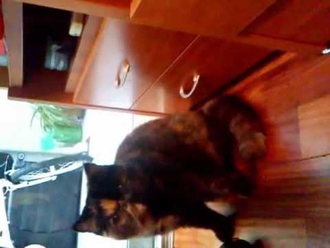 034.3gpGuillermina que jueguetona en las mañanas