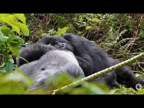 Agaseke And Pato Cuddle During Naptime | Dian Fossey Gorilla Fund