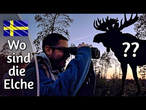Auf Elchsafari mit Schweden Auswanderer Till | Vlog #5 Skandinavien Tour 2019