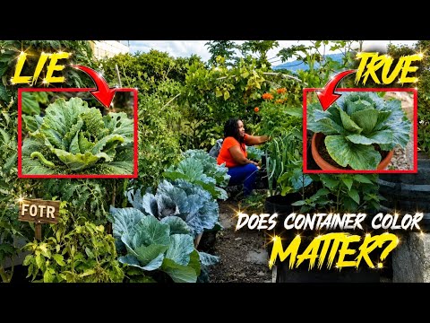 Can Container Color Influence Pest Attraction?
