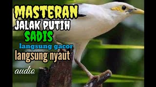 Download lagu masteran jalak putih sadis langsung gacor dan langsung nyaut mp3 Download lagu masteran jalak putih sadis langsung gacor dan langsung nyaut mp3