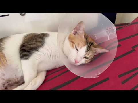 My Cat’s Recovery From Pyometra Surgery. #cat #surgery #recovery #catsrecovery #pyometra