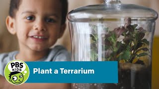 Plant a Terrarium | Crafts for Kids | PBS KIDS for Parents