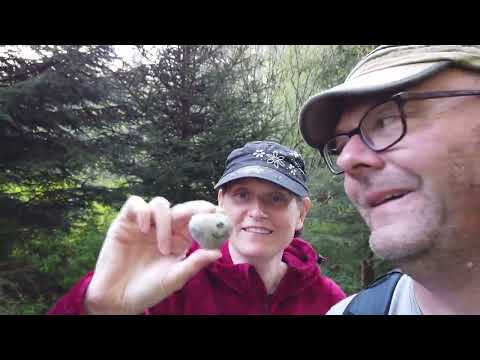 Wanderung HarzerWanderNadel  Drei-Länder-Stein #harz #harzerwandernadel #hiking #wandern