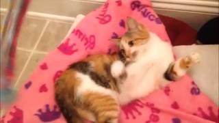 preview picture of video 'Leah - Affectionate DSH Calico Female Kitten for Adoption'