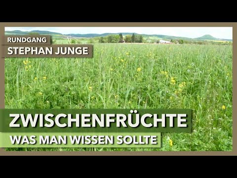 Das Potenzial von Zwischenfrüchten & worauf man achten sollte | Stephan Junge | Rundgang 6