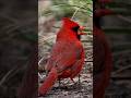 Gorgeous Cardinal Accidentally Loses His Meal!