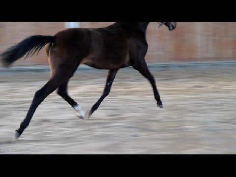 OL yearling "Zirkon Royal" by Glock`s Zonik/Fürst Heinrich/De Niro