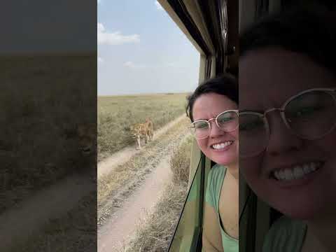 Lion Encounter Safari Serengeti Tanzania