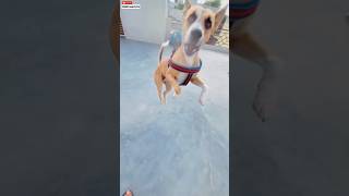 My Dog Pluto Wearing New Shoes 😅 |#189 | #shorts #minivlog #dog