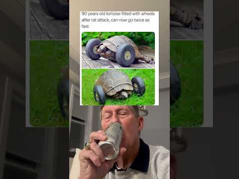 90 Year Old Tortoise Fitted With Wheels After Rat Attack, Can Now Go Twice as Fast. (grandpa)