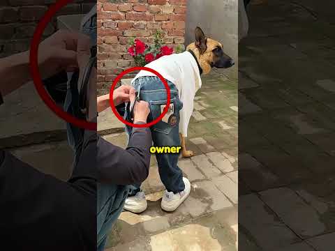 He dressed the dog