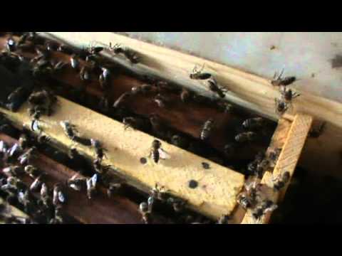 1. Video Manual Apicol: Avantajele in practica la noul tip de Bio Stup - apicultura incepatori 1/2