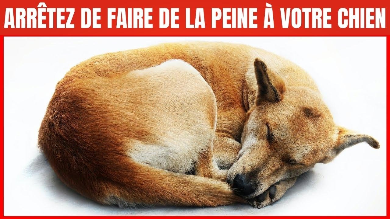 16 choses qui blessent ÉMOTIONNELLEMENT votre Chien | Incroyablement Top