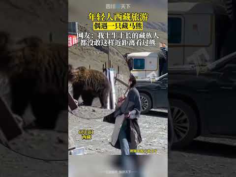 開眼了！年輕人西藏旅遊，偶遇一隻藏馬熊！