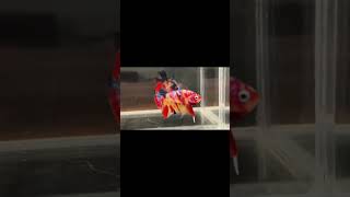 #viralvideo #chess #dothingsyoudontwanttodo #ironman #memes #theothersideofmakebelieve #edit #horror