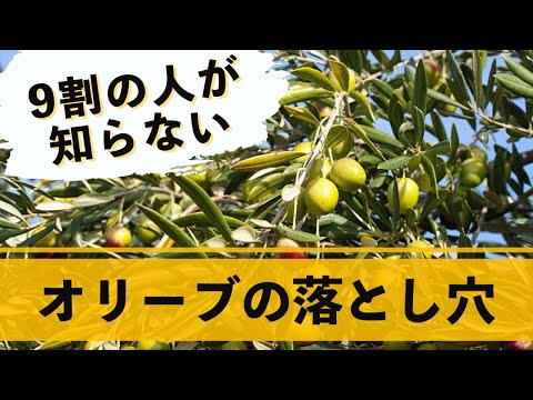 鉢植えのオリーブの木の手入れ方法は？取り入れるべき正しい行動！  庭園