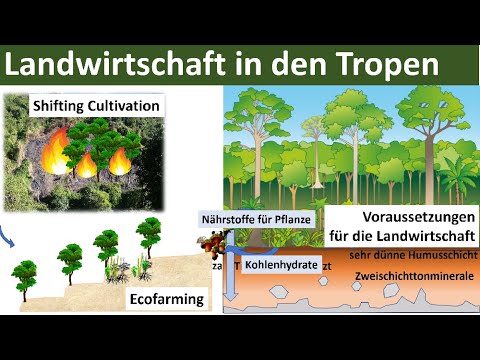 Agriculture in the Tropics Summary - [Geography, Upper Secondary School, Abitur]