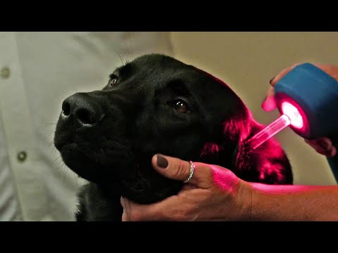 Safest Laser Therapy for Veterinary Medicine: Multi Radiance