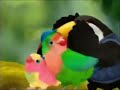 3rd Bird Promo Disney Junior July 2012