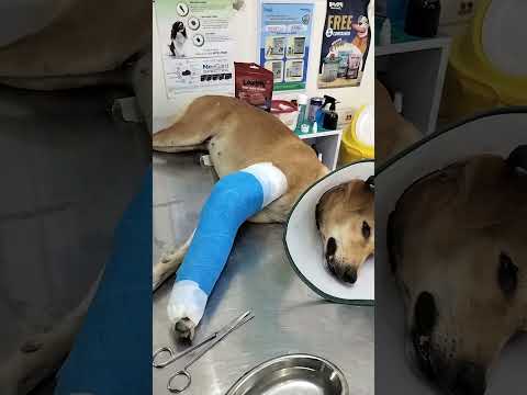 1 year old female stay dog got an accident plaster applied at dhriti pet clinic Aashiyana Lucknow