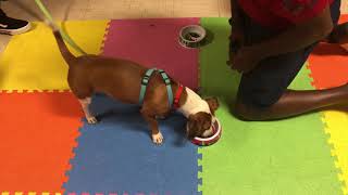 Teaching Fido Basic Manners Class - Learning Self 