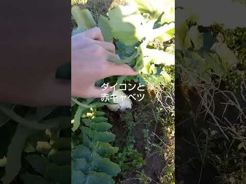 赤キャベツ 植物