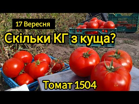 Томат 1504 F1, Spark Seeds (США), 1 насінина - фото 1 - id-p2919488679
