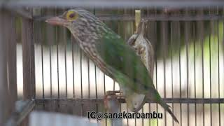 Download lagu Takur bultok gacor mp3