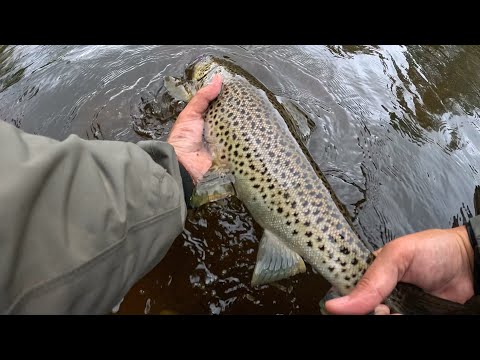 Kungsådran sea trout 50cm 02/09/2024