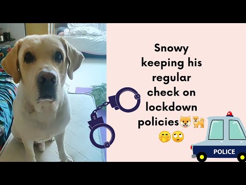 Who Let the Humans Out!?🙄🤭🐶🐕