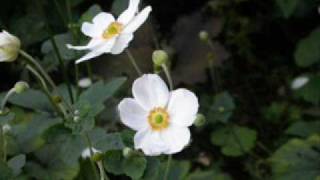 AMIGO - ALBERTO PLAZA