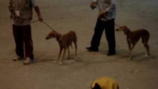 preview picture of video 'ADIHEX 2009 - Saluki Beauty Contest - Abla & Dasma'