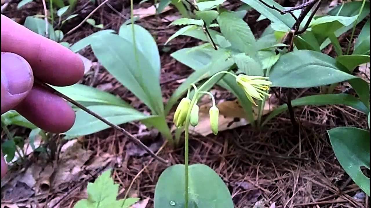 MyNature Apps; Identifying Yellow Clintonia,Clintonia borealis - YouTube