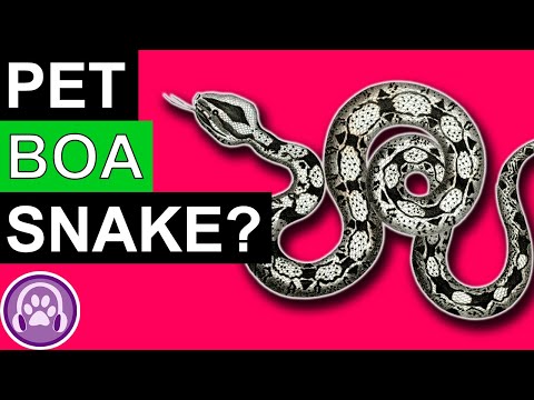 5 Reasons to Own a Boa Constrictor!