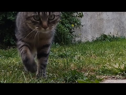 Yaksha et son jeu favori