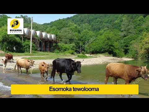 esomoka tewolooma - Engero N'amakulu - Buganda Ekkula