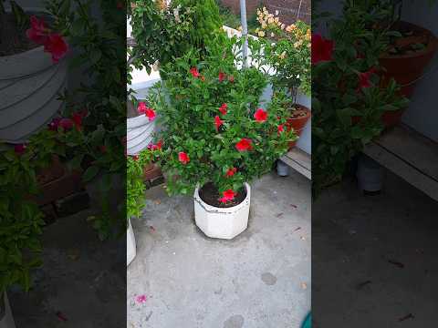 miniature hibiscus | gudhal | red flower | garden | terrace gardening | #flowers #nature #gardening
